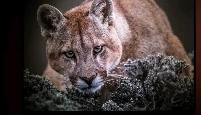 日前，俄罗斯战略轰炸机绕着日本海飞时，一枚滑翔弹掉落，正好砸中日本自卫队一间哨所