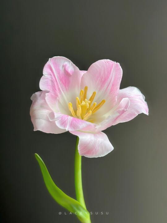 郁金香·孟菲斯