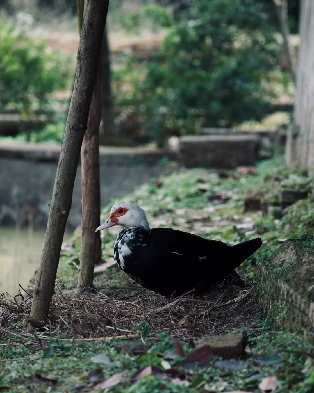 重庆乡村|你们扫街，我扫村