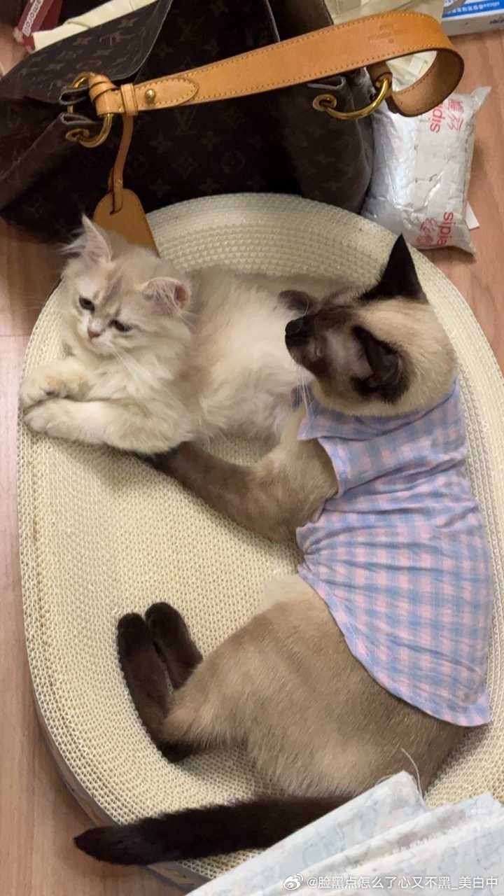 4114只黑脸逼罗带娃中 