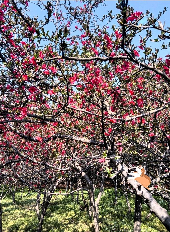 你看这满树的红花儿，开得也太热闹了吧！

阳光一照，红得透亮，枝桠都被压得弯弯的