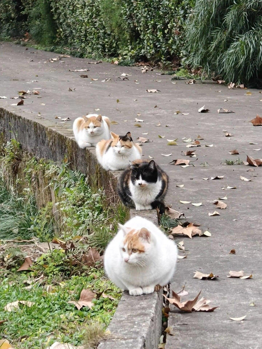 开往秋天的猫猫列车即将出发 ​​​