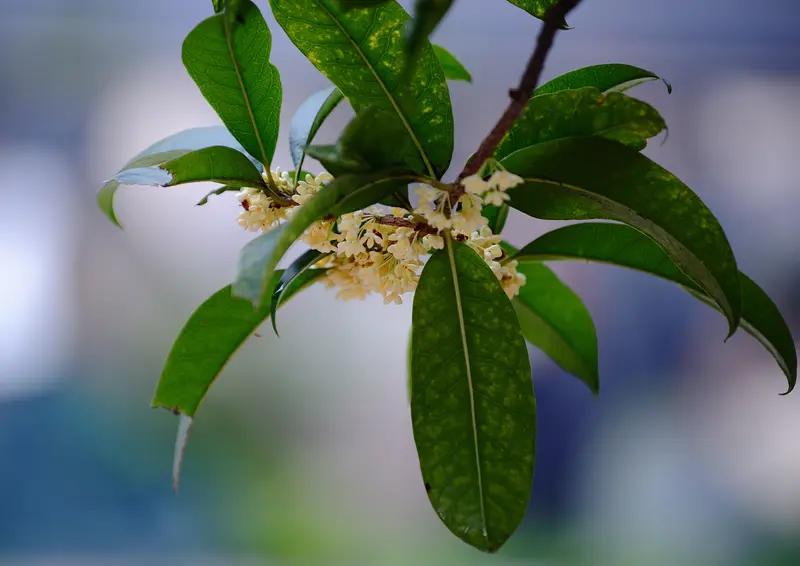 五书信向导沟通秋香
你好！你的来信近日收到，信来之时正值冬，阅信之际已遇春，其中