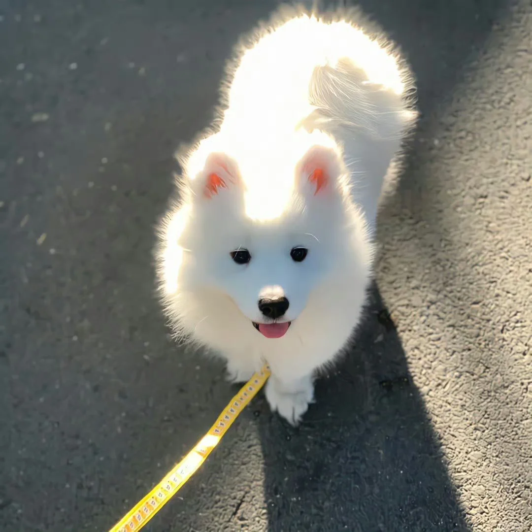 可爱狗狗