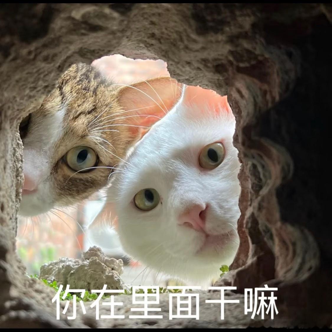 🍉主说文淇也去十日终焉客串？和兰西雅是不是撞型了，观众还分得清谁是谁吗？