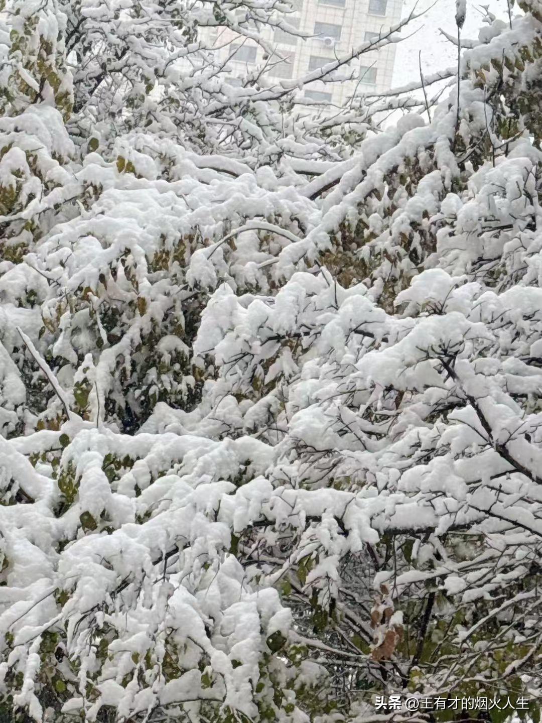 不期而遇的鹅毛大雪持续飘落，世界被裹进厚厚的冰雪里。天寒地冻，河水也放慢了脚步，