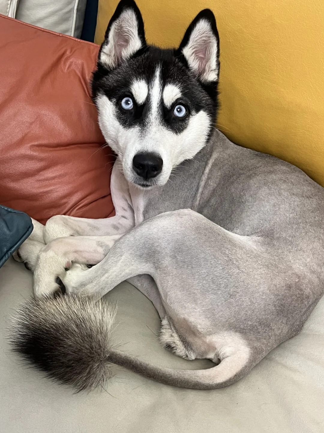 看图猜动物….答案和理由打到评论区