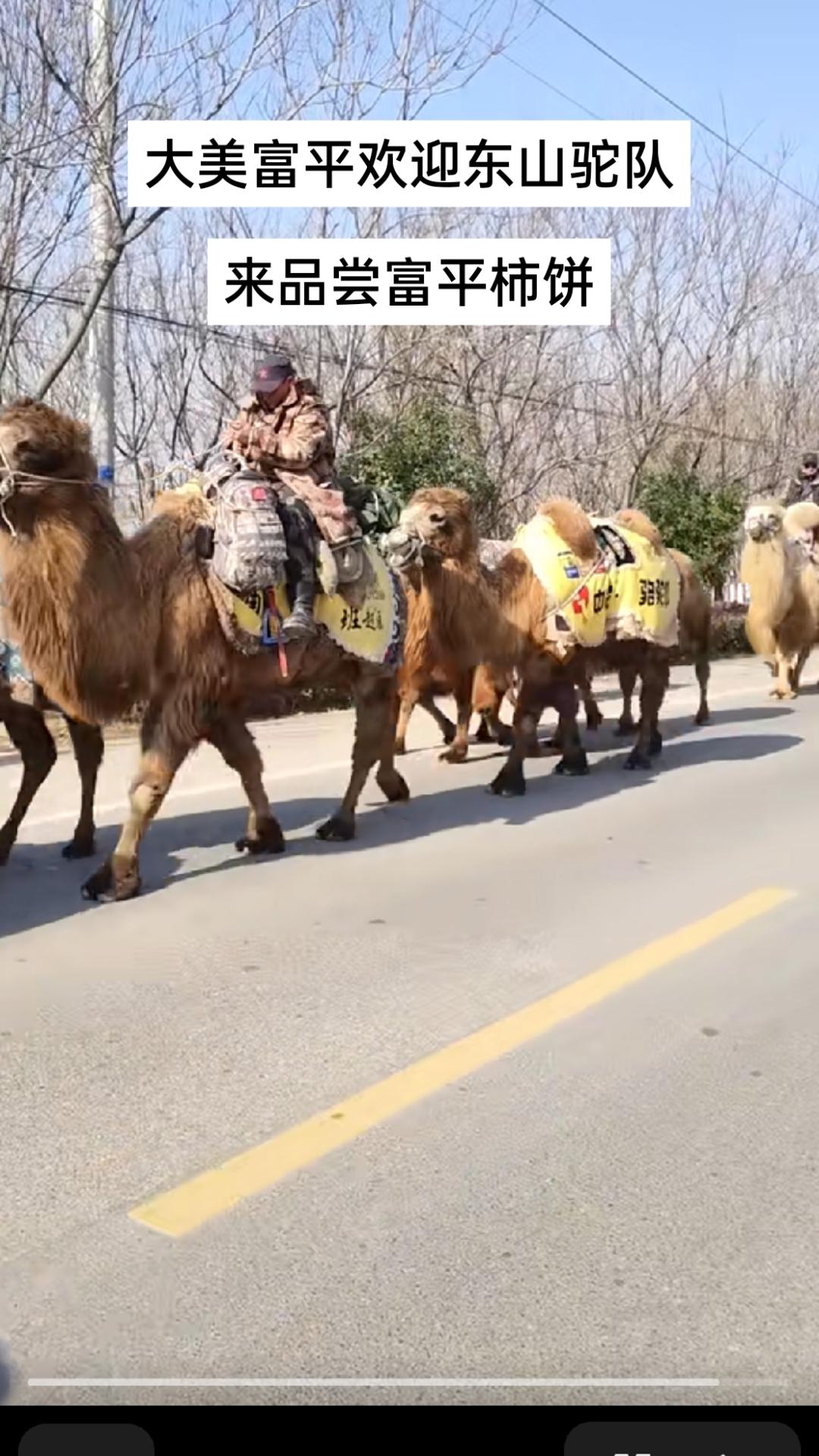 大美富平人民欢迎东山驼队来富平尝富平柿饼，富平柿饼甜蜜中国。