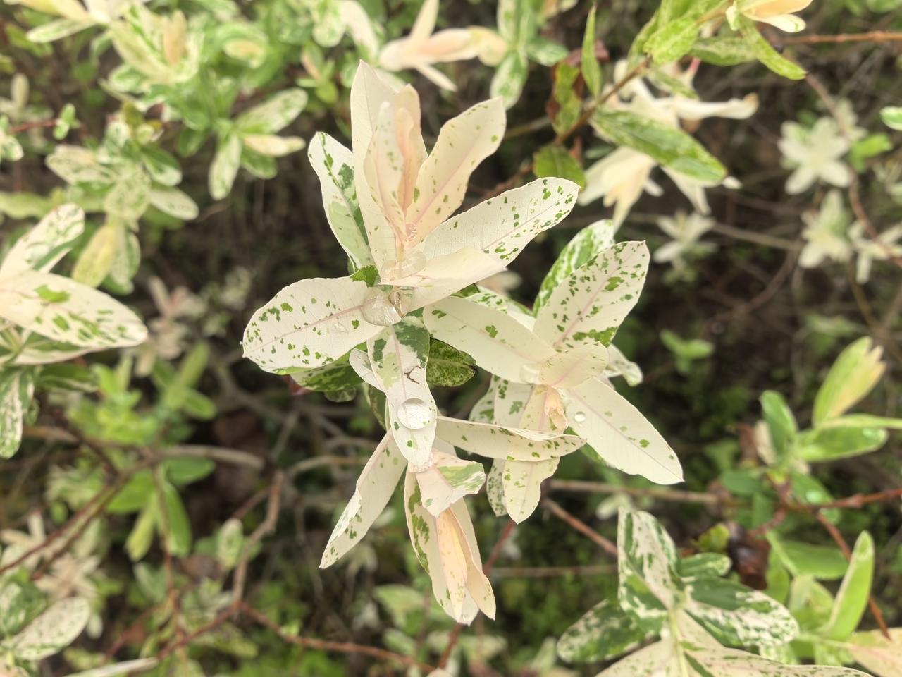 梦幻般的白色花朵，点缀着绿意盎然的叶子，宛如仙境中的精灵。🌸🌿✨