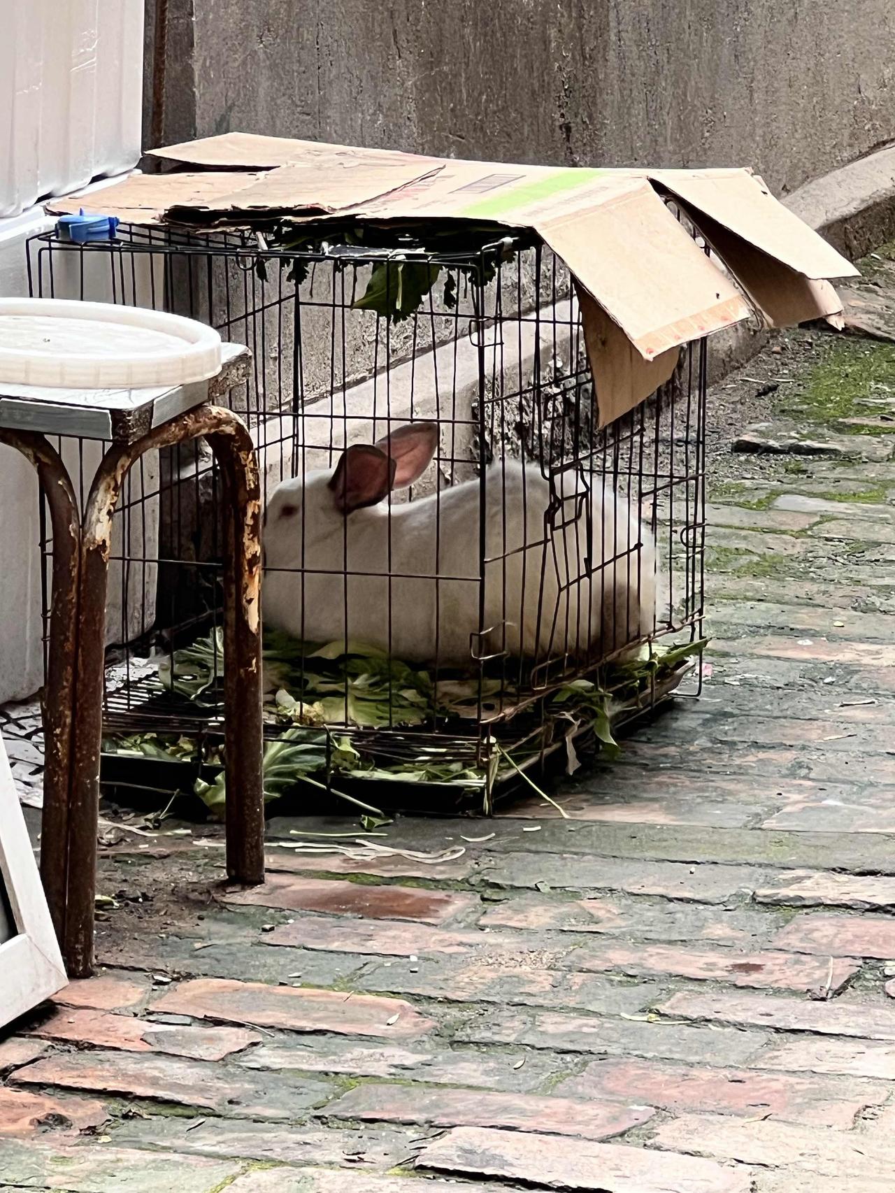 晒图笔记大赛可爱的大白兔🐰