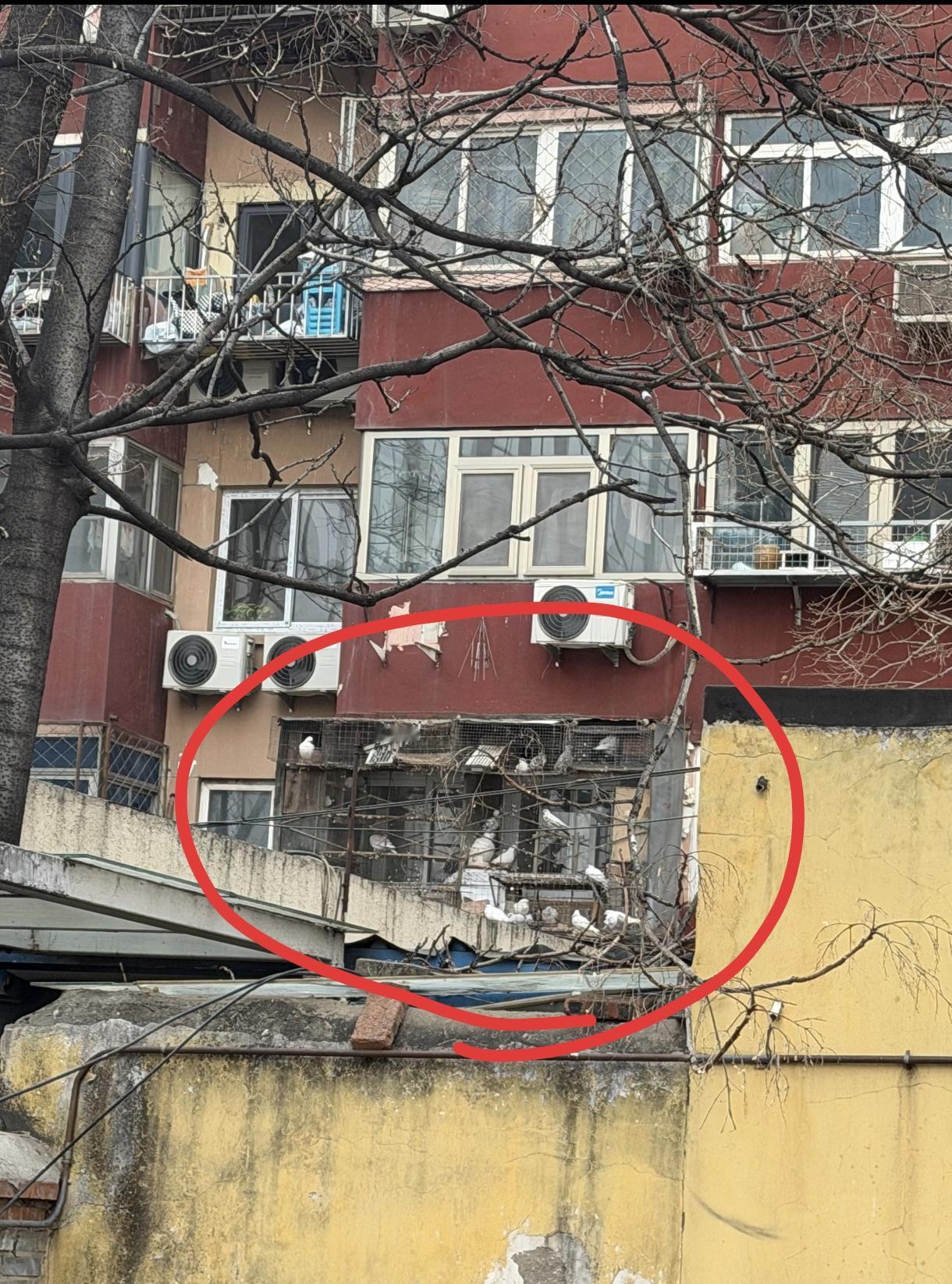 北京还有人在阳台上养鸽子？过去看过陈佩演迟志强主演的电影《夕照街》，住平房很多人