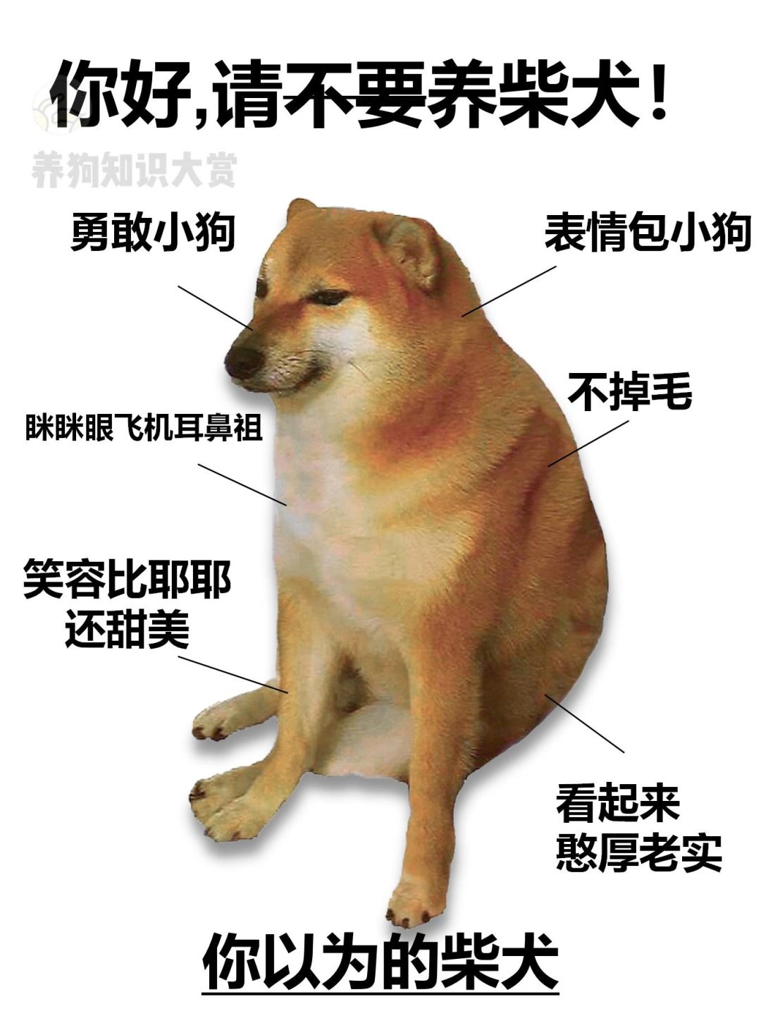 王子公主❗️请不要养柴犬‼️