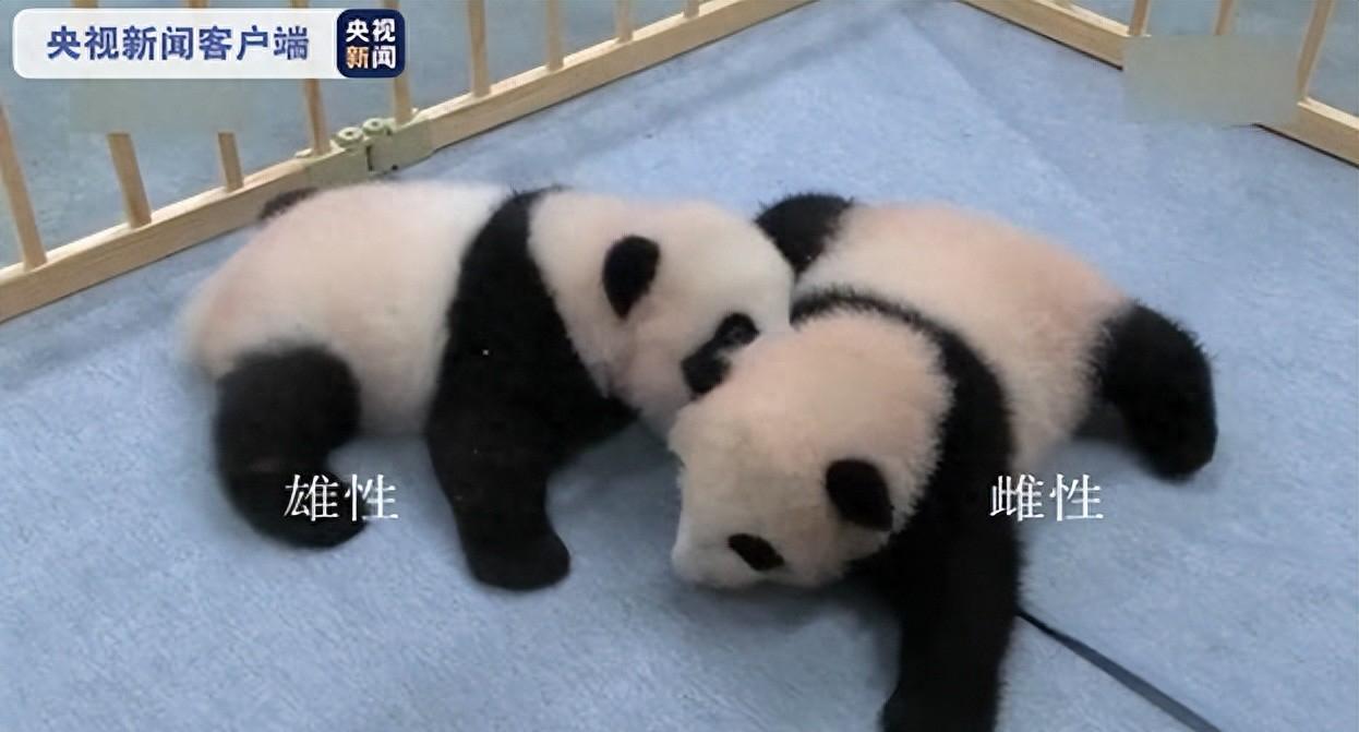 香香走了，晓晓和蕾蕾也要回国了，日本为何留不住大熊猫？
最近日本那边挺热闹的，上