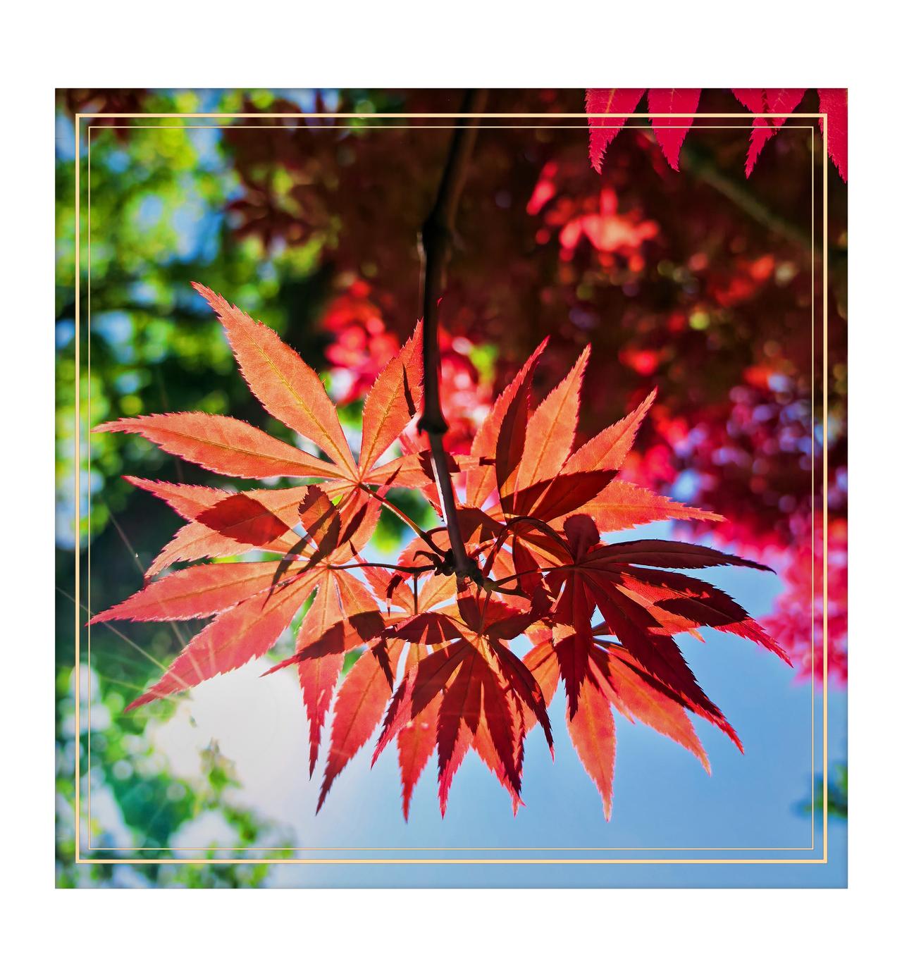 分享你手机中的花花草草动物园的鸡爪槭