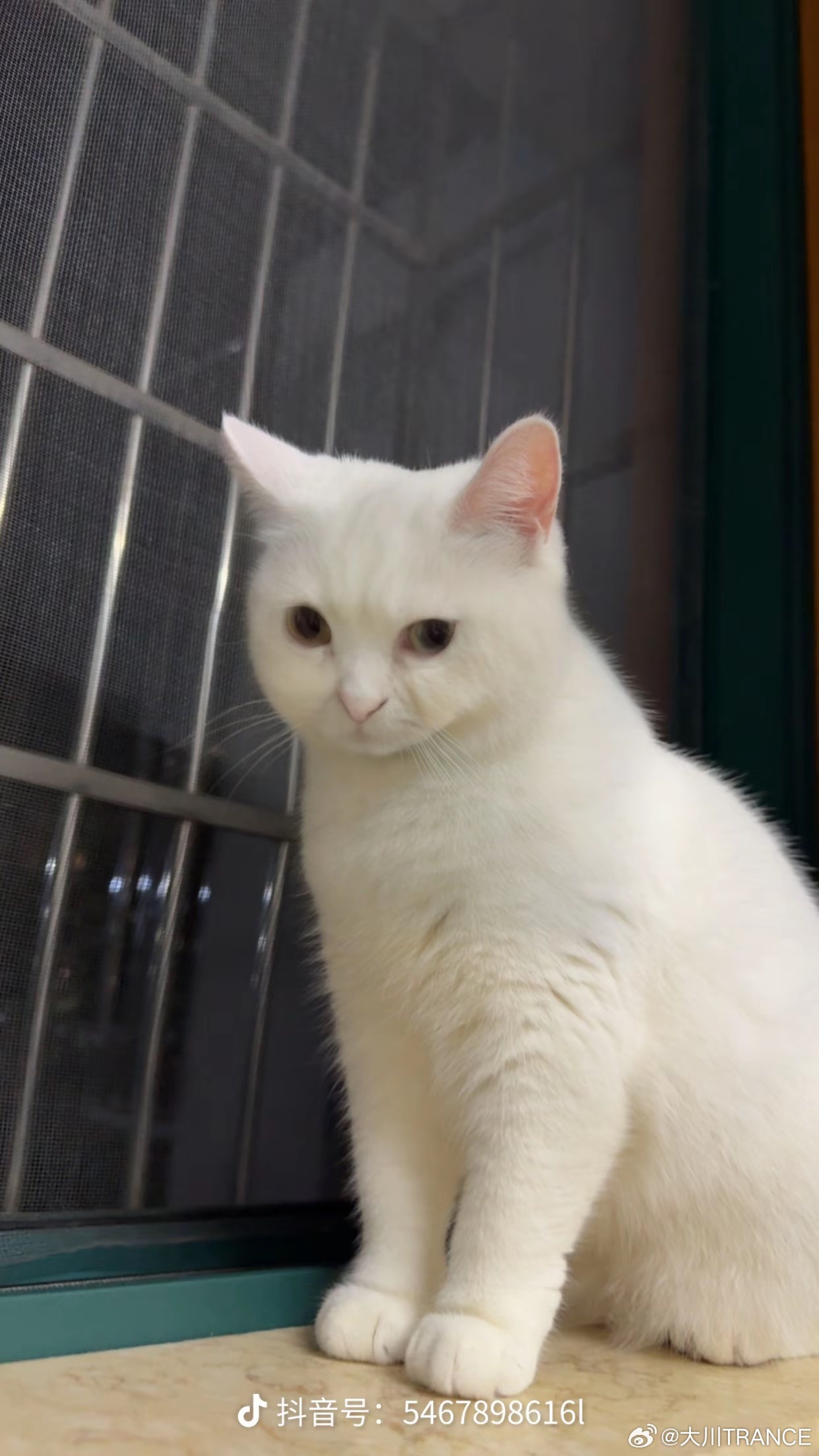 看到这个丝瓜老奶小猫我真的不行了 ​​​
