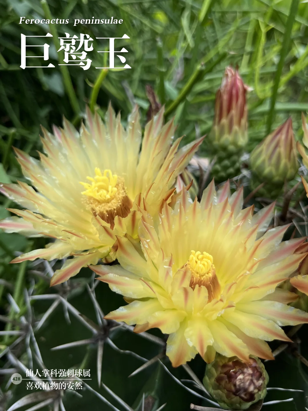 福州植物打标428｜独特的巨鹫玉