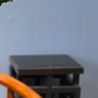 银脉云竹（不同于普通文竹，稀有花叶云竹）种植方法1. 配土腐叶土4份+珍珠岩3份
