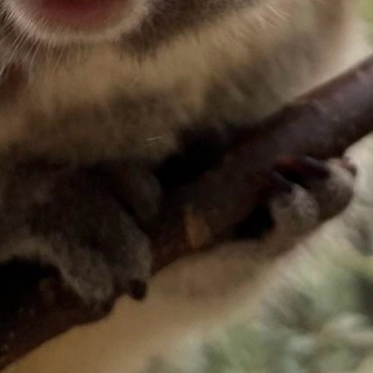早安，新周愉快🐨告别伏天热浪，静待秋日清光，不负每一段温柔时光。早安心语