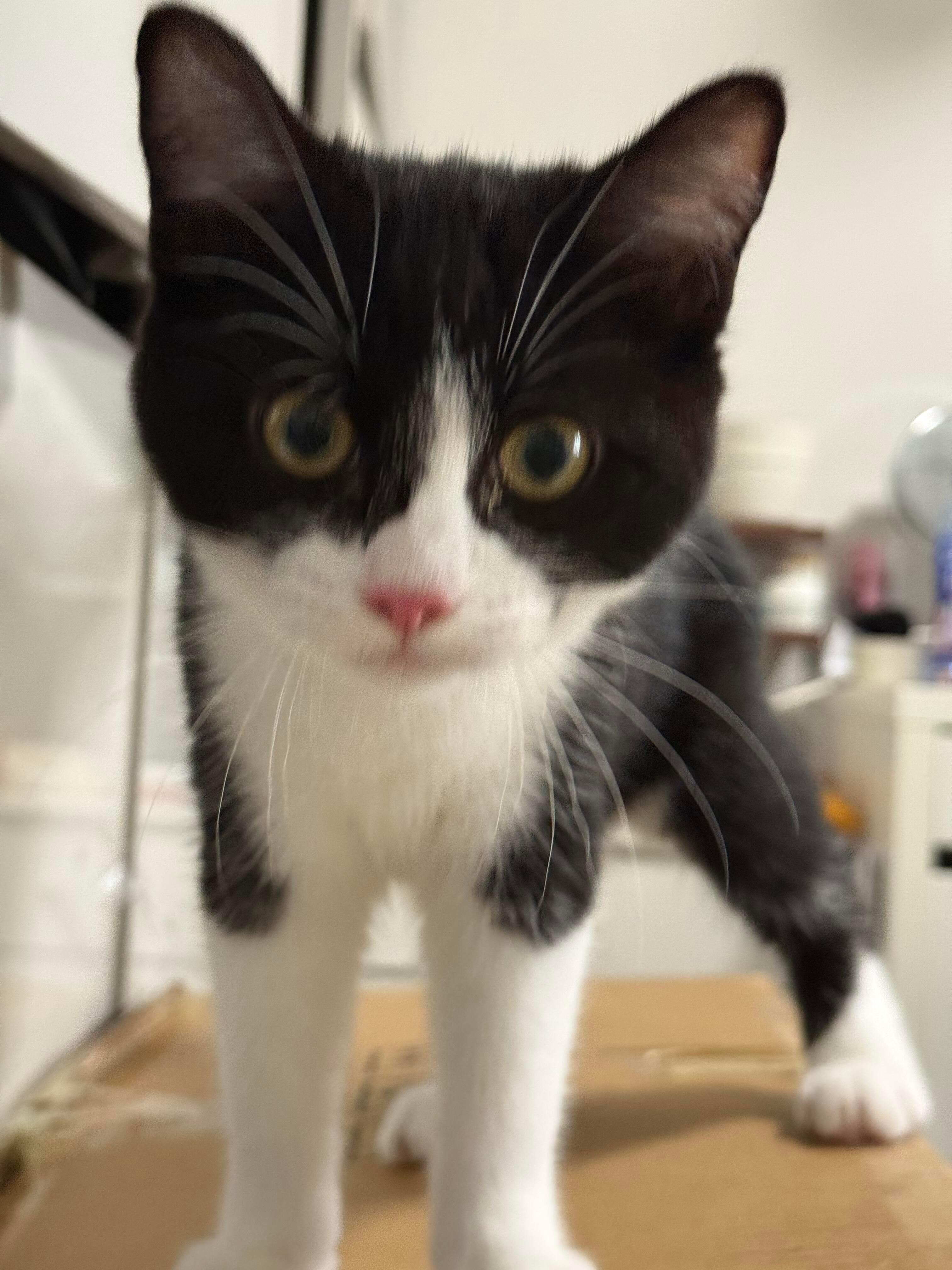 古德猫凝👀 ​​​
