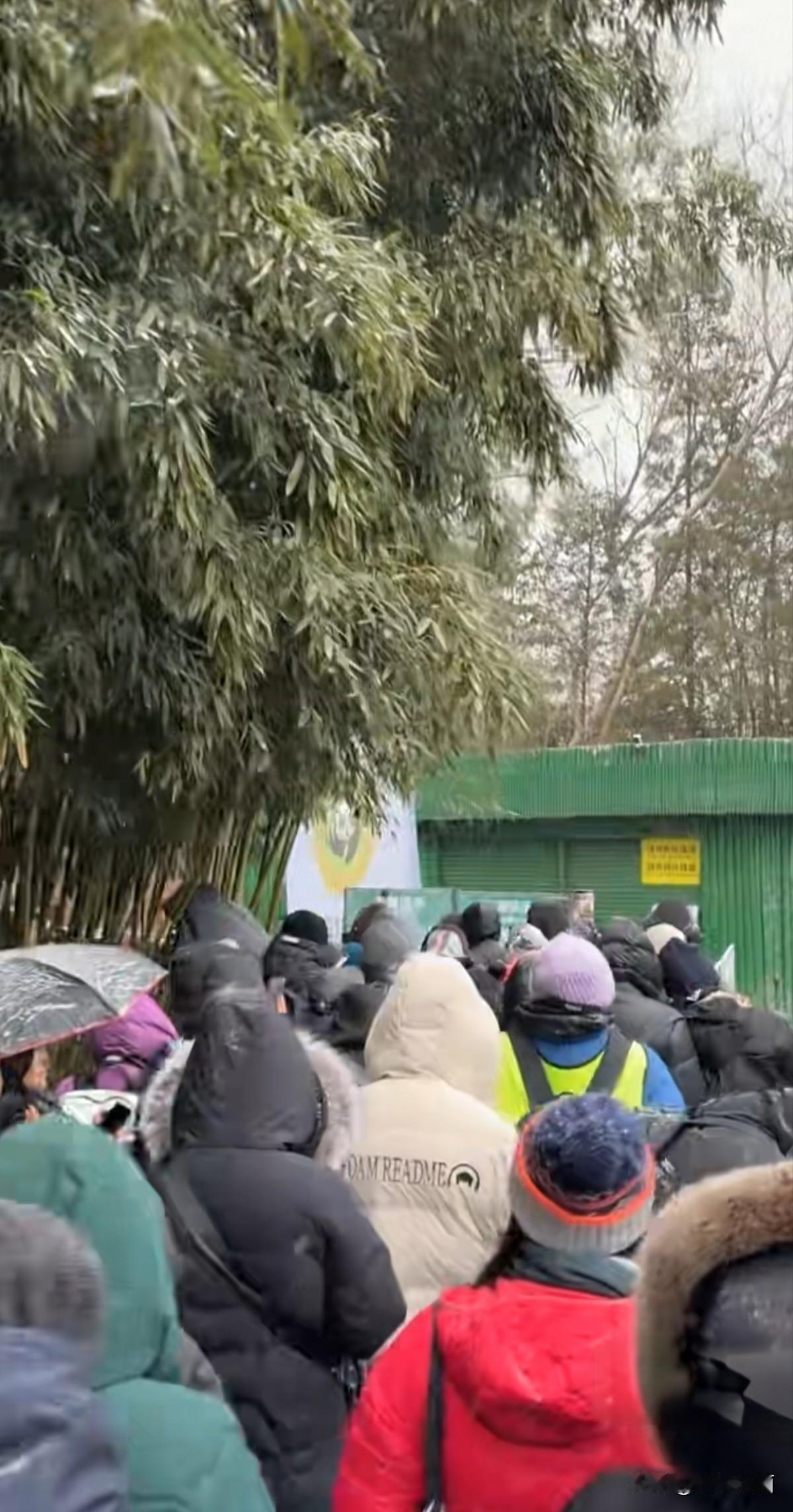 雪落动物园，邂逅熊猫的冬日闲趣
 
晨起推窗，天地间已裹上一层薄雪，细碎的雪花还