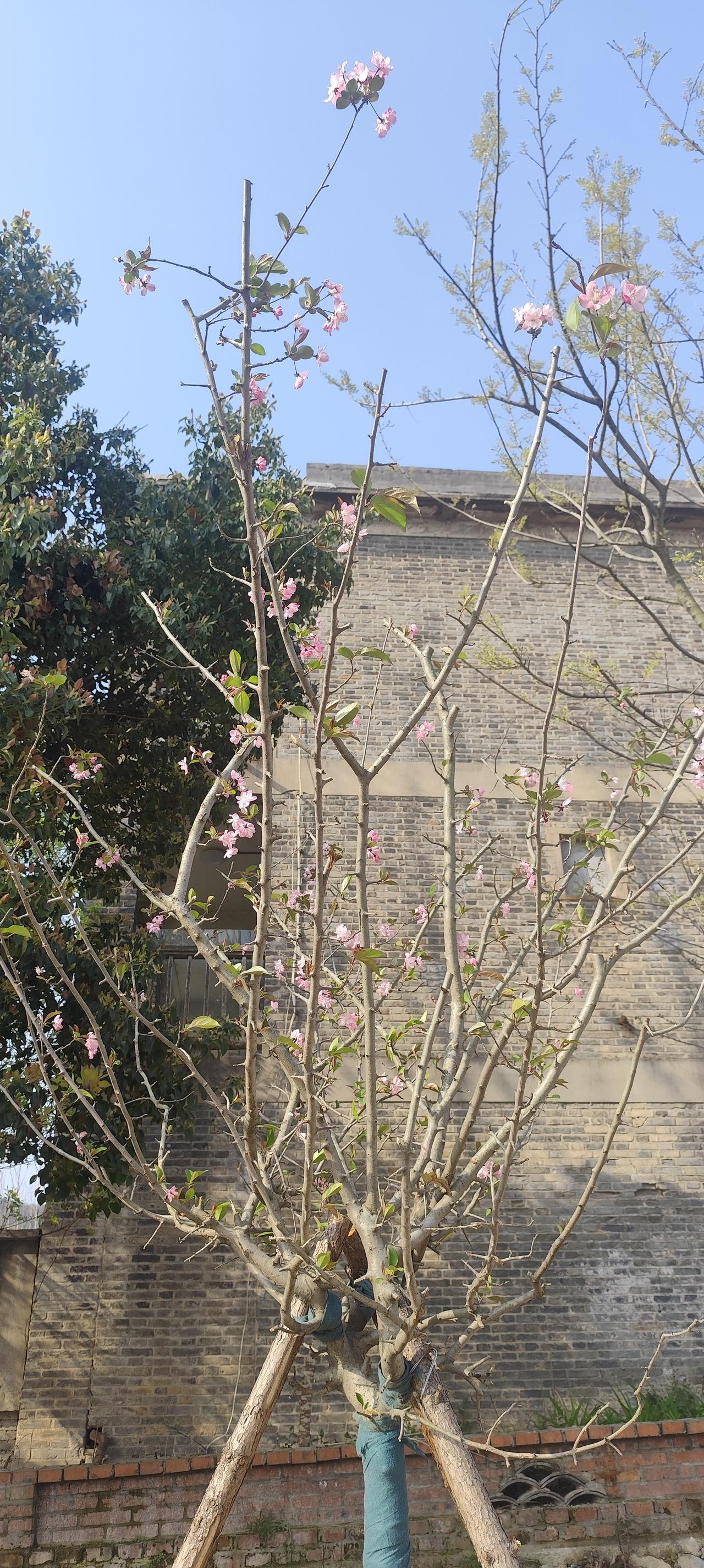 院角的海棠一夜之间开得正好。粉粉的、嫩嫩的，一小簇一小簇挤在疏朗的枝丫上，像攒着