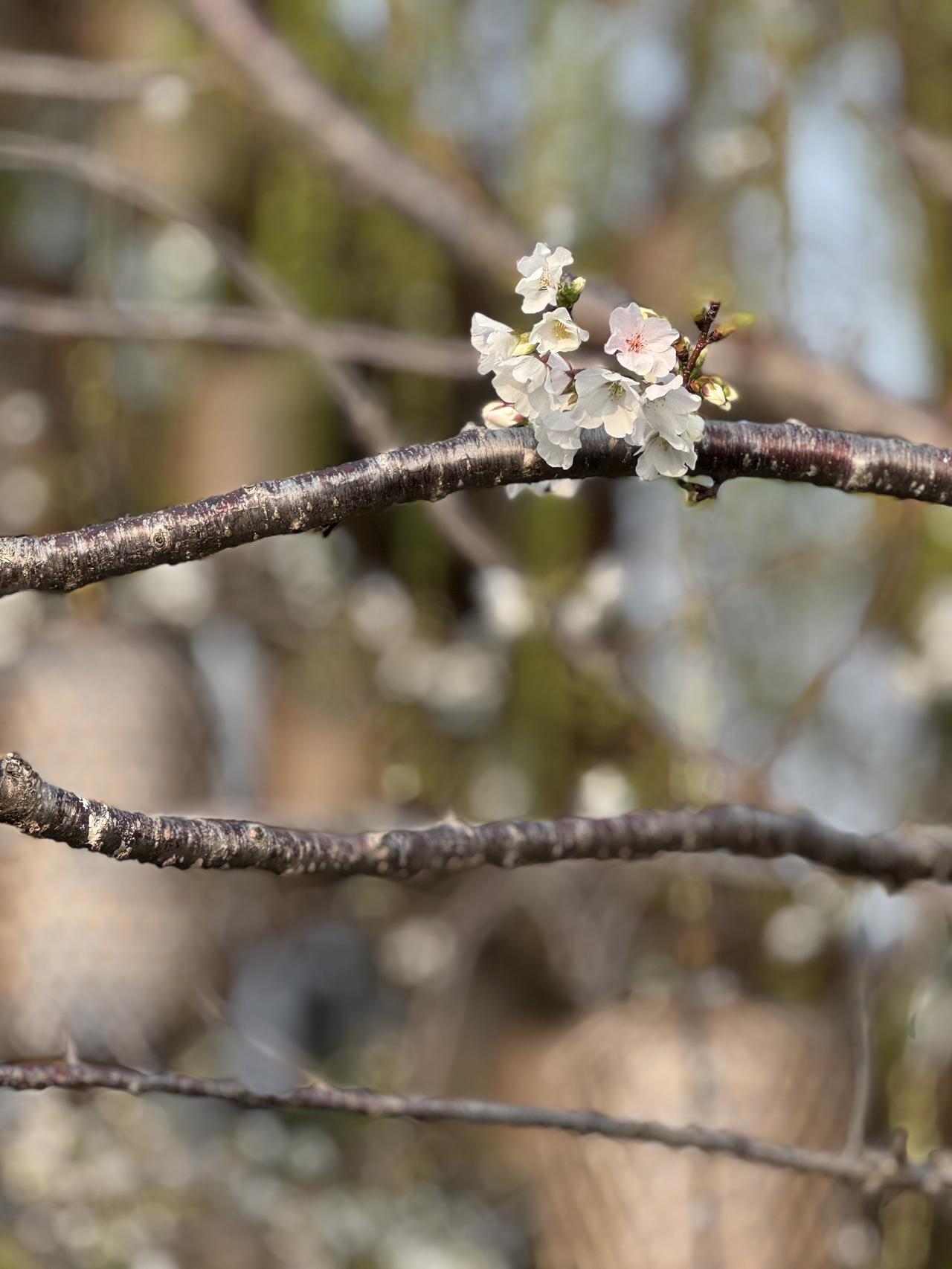 散步赏花随手拍樱花虽不成片，寥寥几朵，亦自有清美。