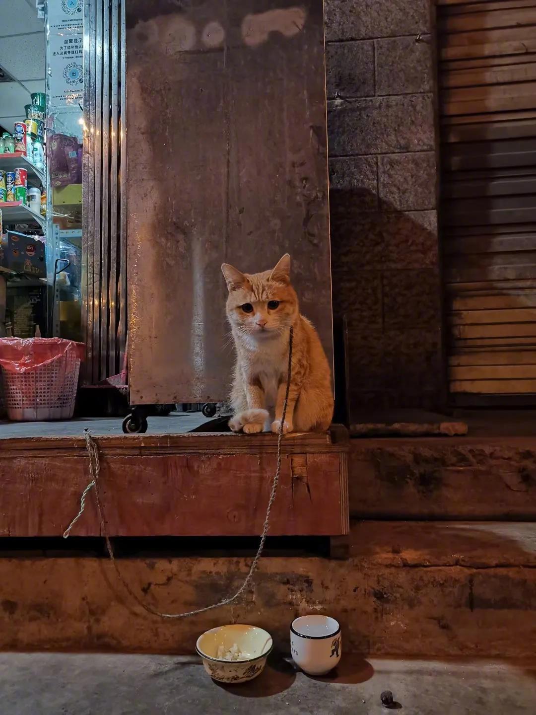 在昆明一小卖部遇见猫的忧伤，这只被拴着的小猫咪满脸写满了愁字………准备跟它主人说