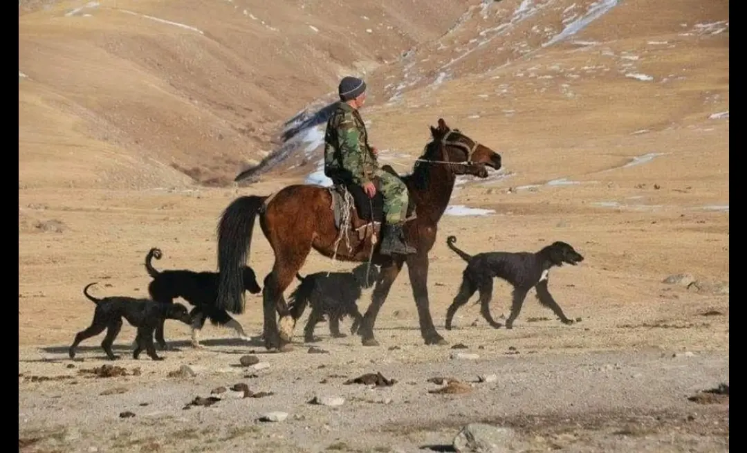 一位吉尔吉斯猎人骑着一匹马,和他的泰干猎犬一起前往蒂纳山脉狩猎探险。