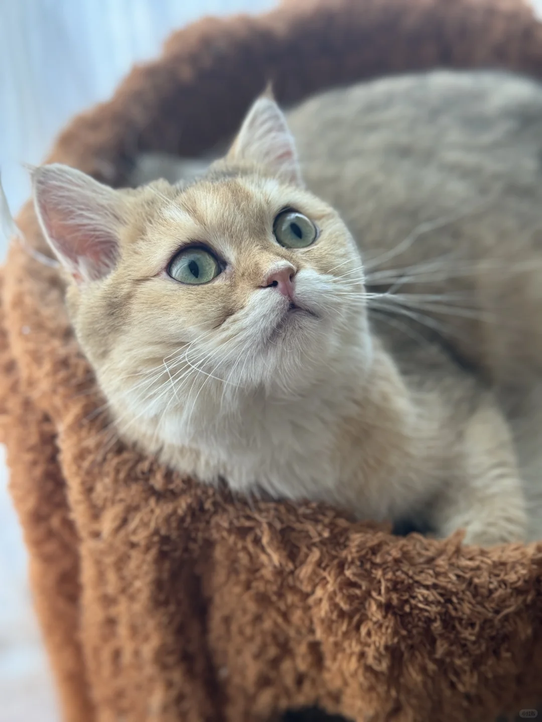 小金暴躁(づ′▽`)づ