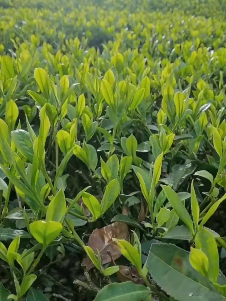“茶若人生，苦后回甘；人生若茶，甘中藏苦。”

愿你我，皆能在茶中寻得一方天地：