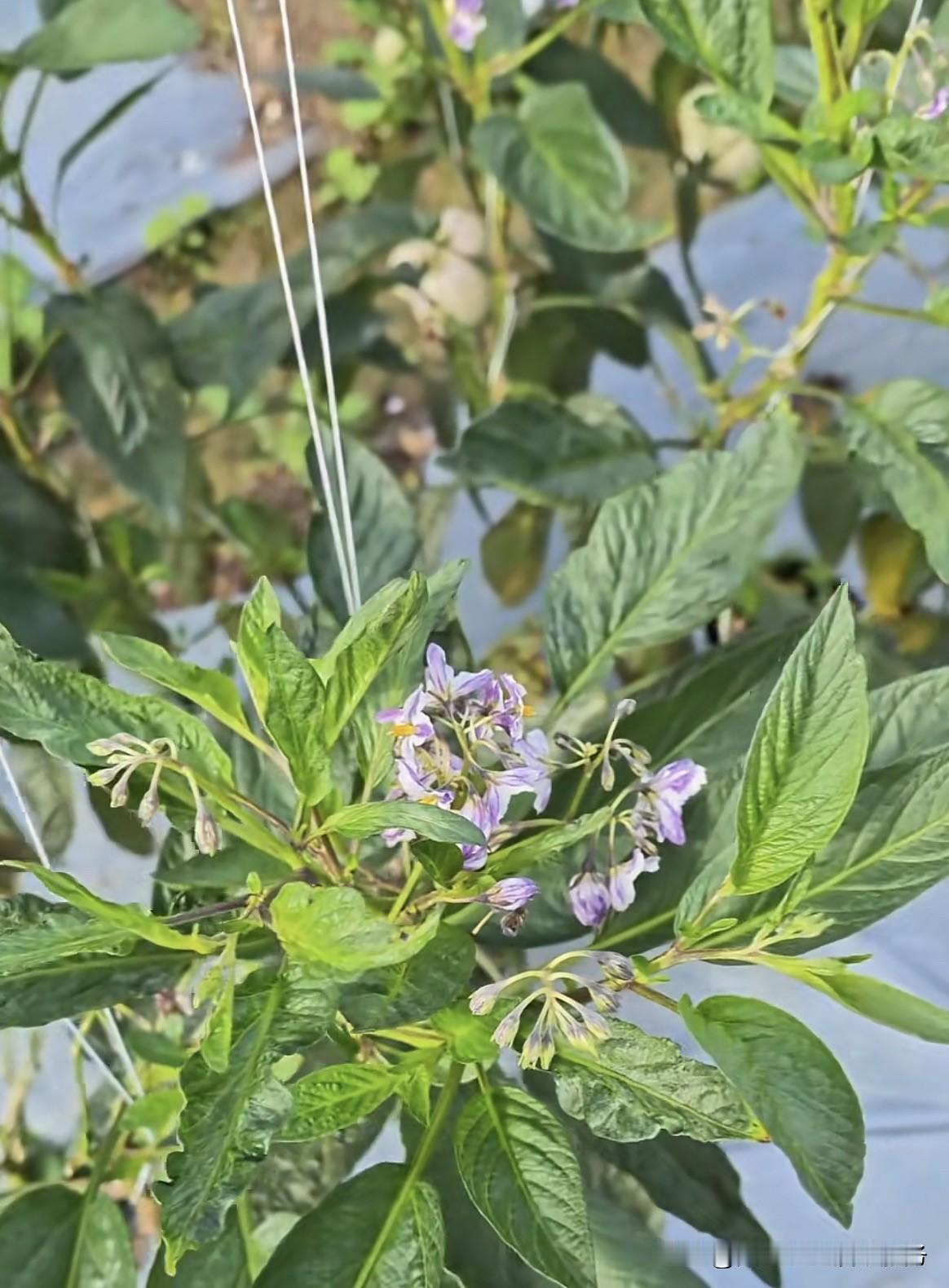 首先，这是足坛全新历史纪录的诞生，更是传奇生涯的极致延续。C罗就此成为足坛史上第