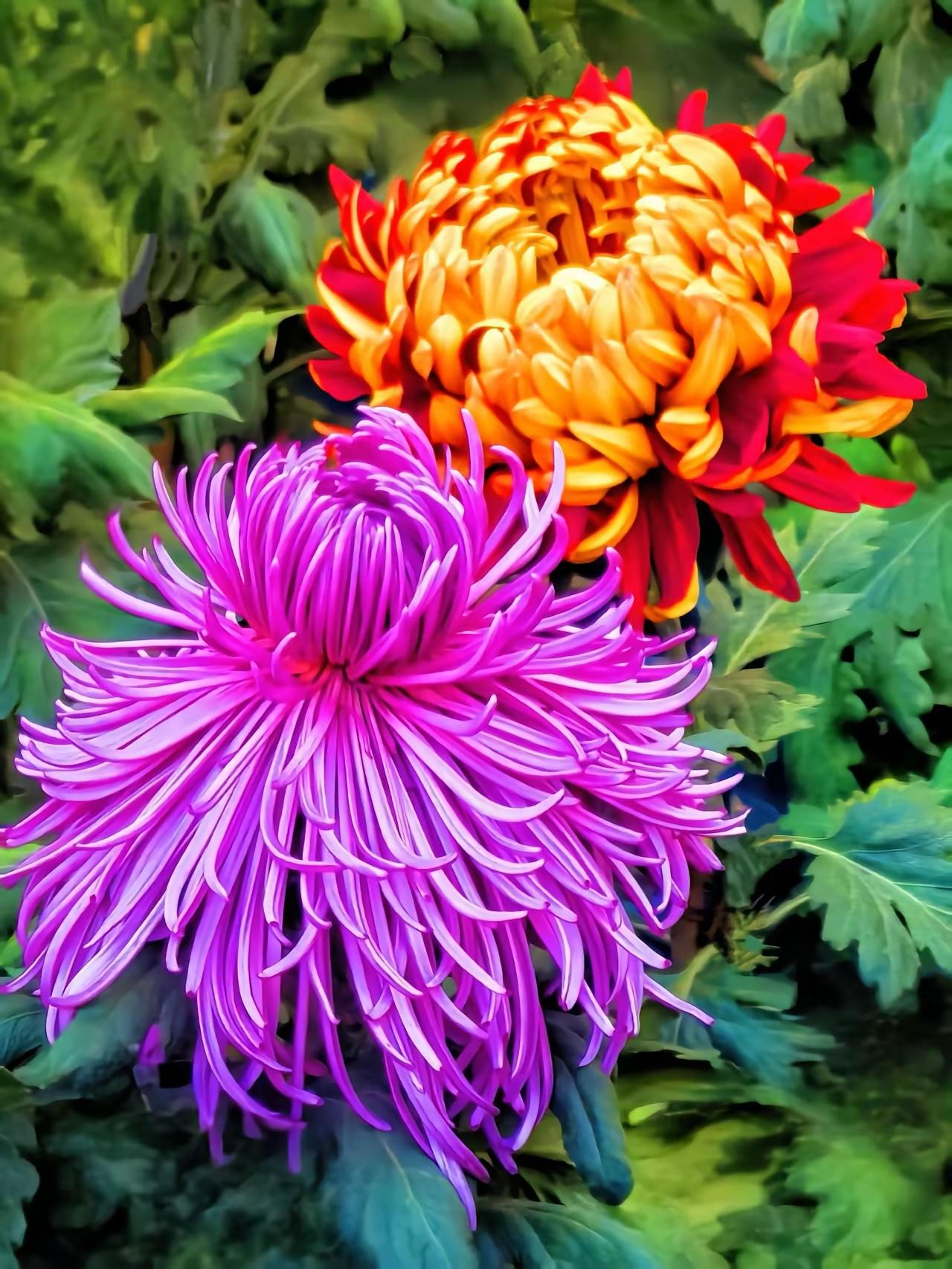 随手一拍美丽的花朵惊艳的菊花，绽放自然之美！🌸🌻