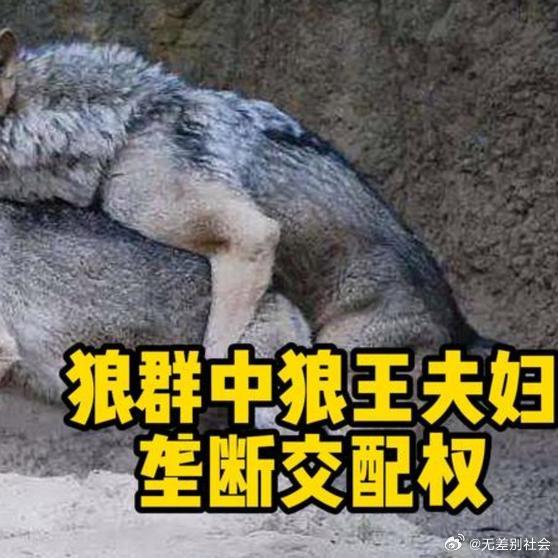 《狼群中狼王夫妇垄断交配权，那到了发情期其他的狼咋办？百家知识分享季 》狼群中狼