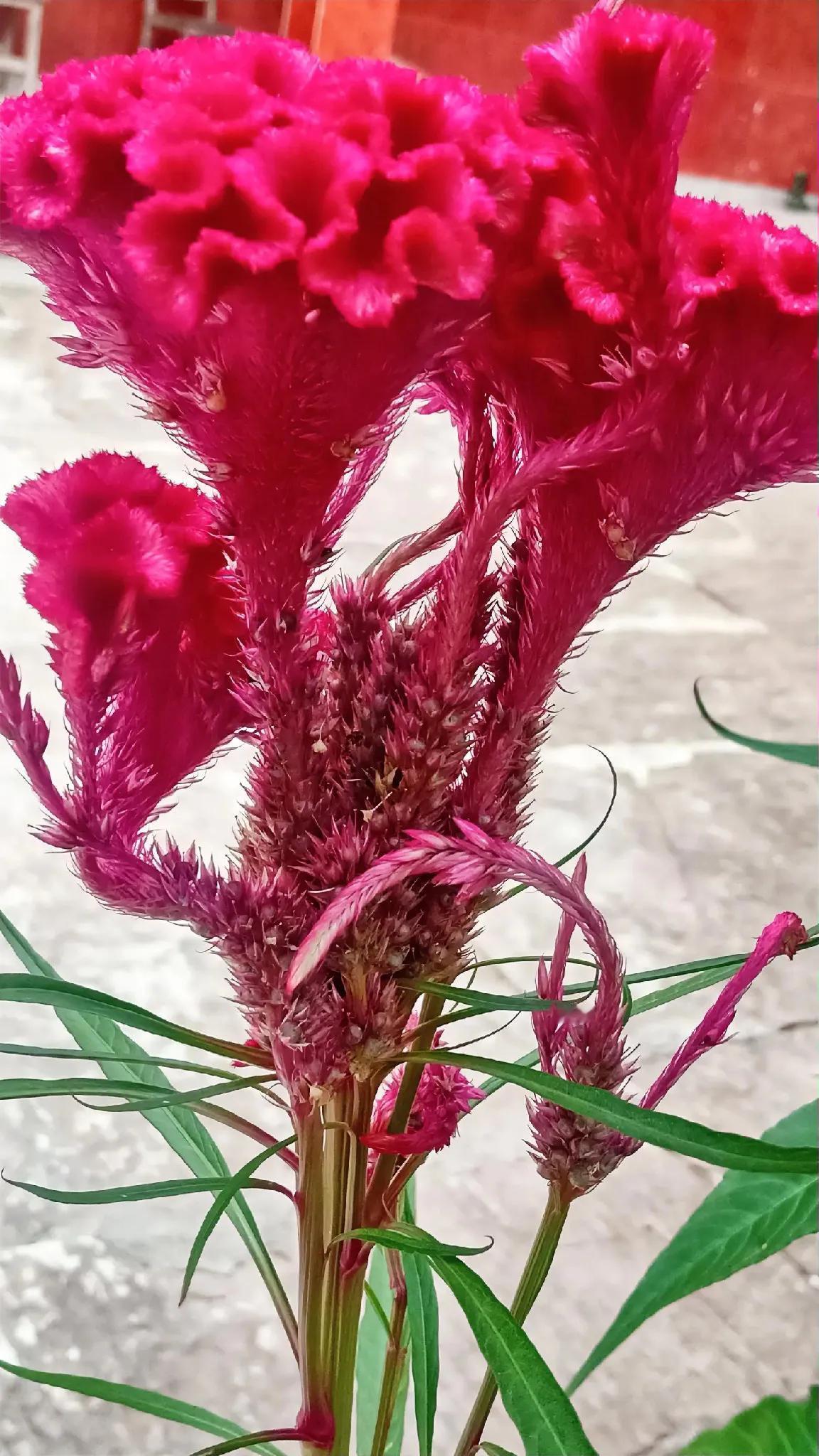 六十岁的我，退休已三年有余。美其名曰巳退休，可那点退休金，也就勉强维持日常开销罢