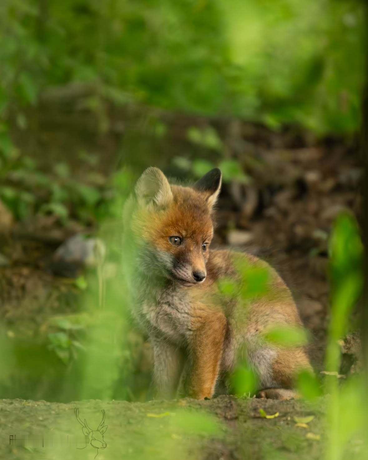 狐狸 草叶晃了晃，那可爱狐球，早已躲进风的缝隙里©️Florian Peter 