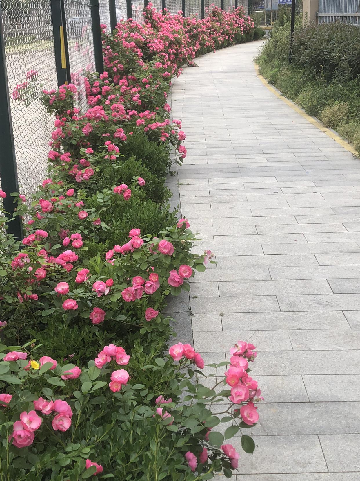 我的今日状态：😁轻松愉快
我这里的天气：☀️晴天
常州今天天气太舒服啦，不晒不