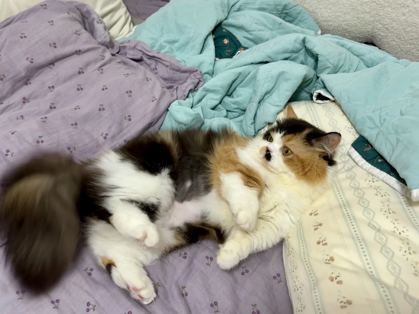 花肚皮鼻噶🐱