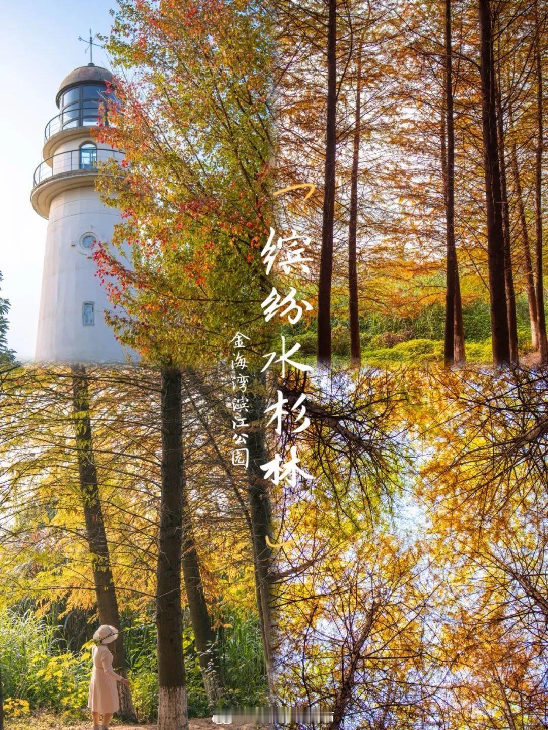 #两江新区藏着一片彩色水杉林#【两江新区竟藏着一大片彩色水杉林，绝美！】金海湾滨