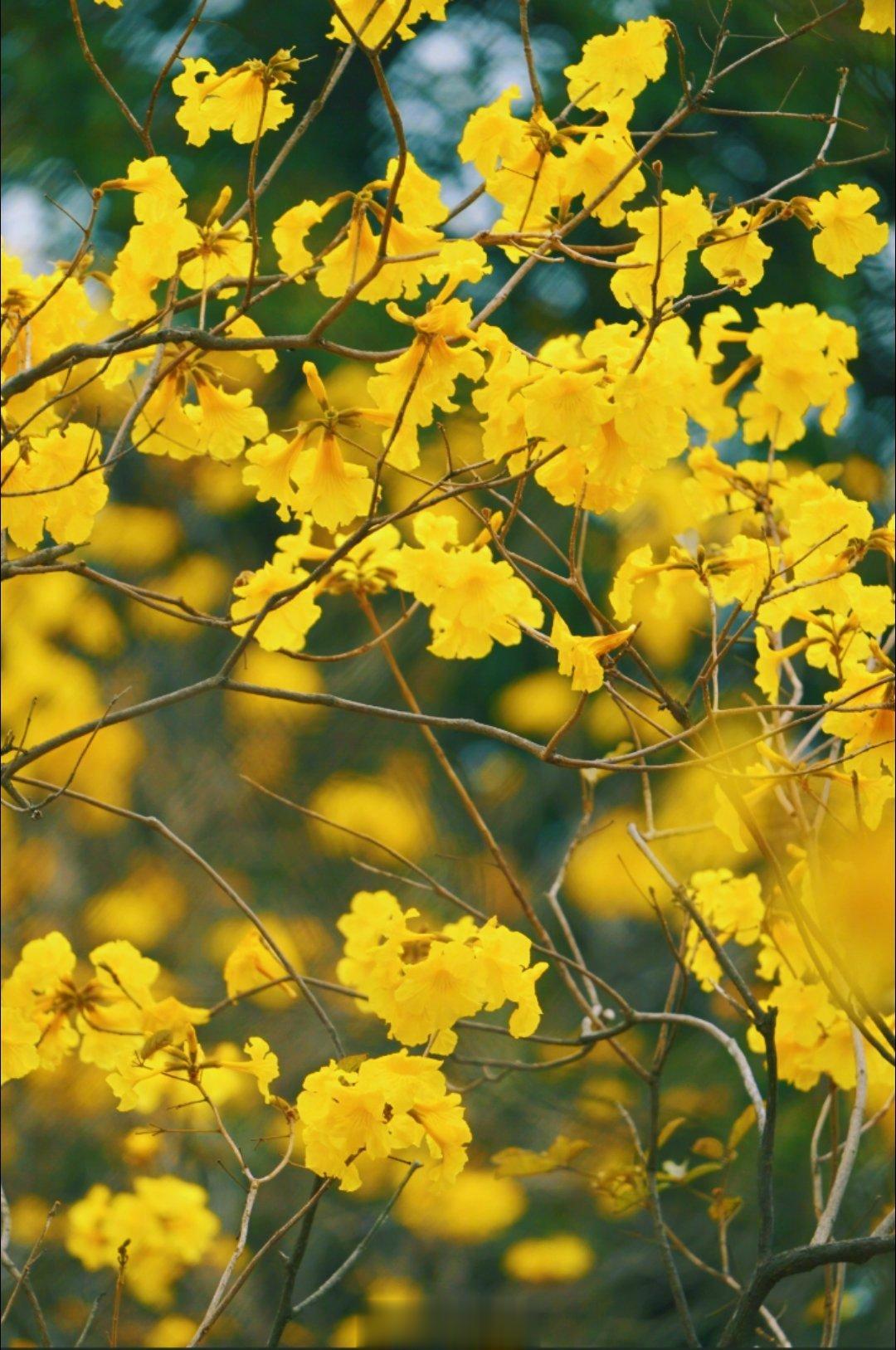 #立夏#万物生长启示。绿阴铺野换新光，薰风初新长。小荷贴水点横塘，蝶衣晒粉忙。茶