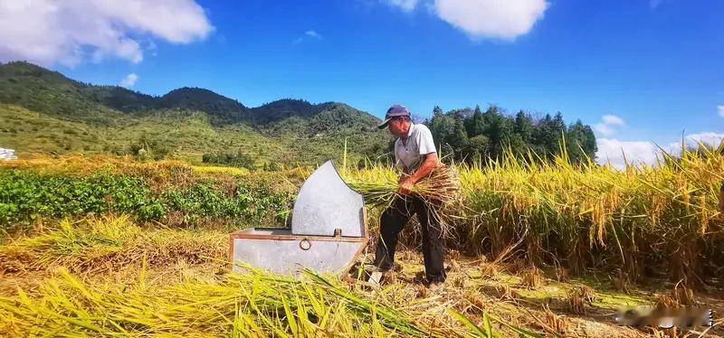 “春播千亩稻”
上联农耕画面满
似见春日农忙景
对下联趣味多
不同下联韵味别
“