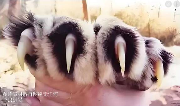 月薪5万招“兽王司机”，2000人疯抢：这钱，真不是“命换来的”？
 
“开车进