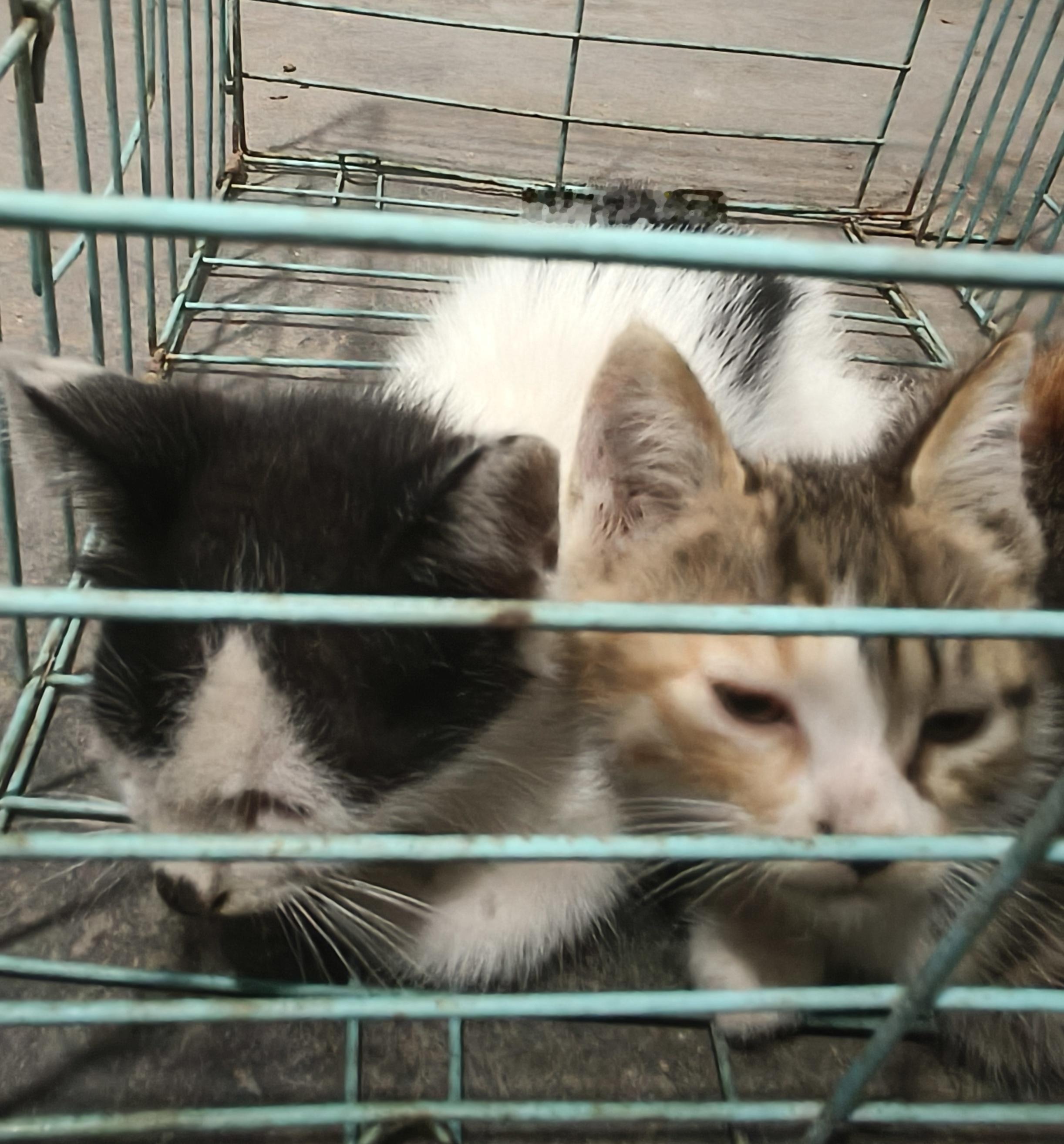 刚进家的四只猫猫 