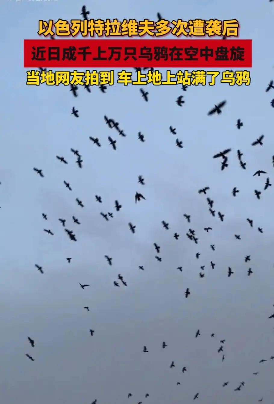 老鸹哇，哇你娘，你娘死在坎儿下，架起火，烧你娘。
这是我们童年时，每当听到天空中