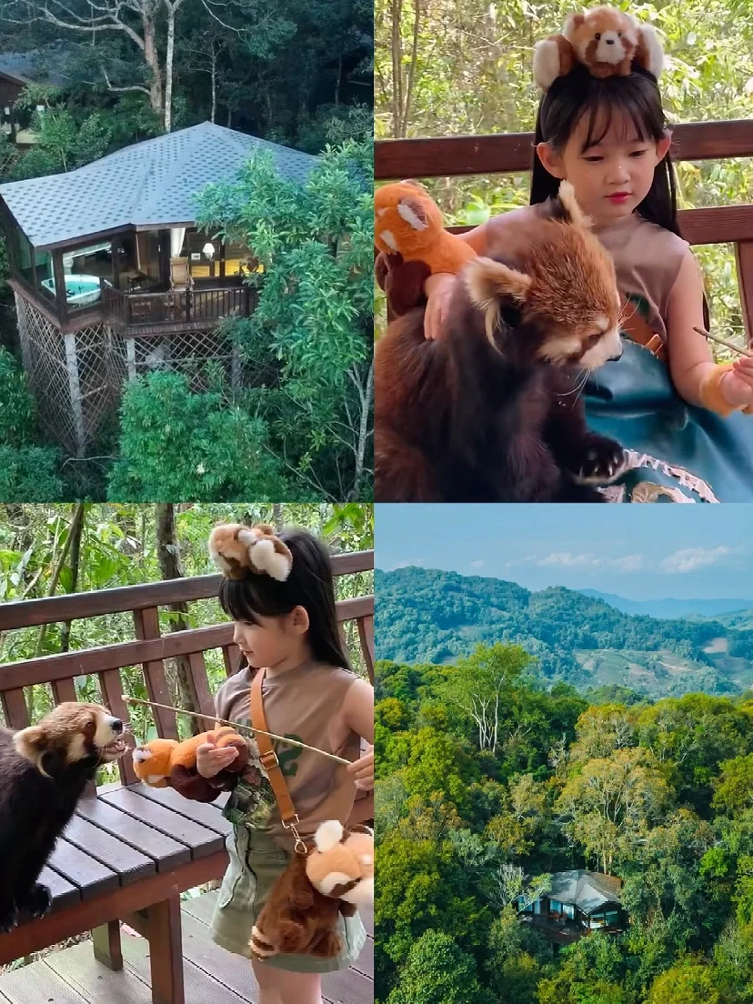 每年都去云南过冬😍娃太爱小熊猫庄园，强推