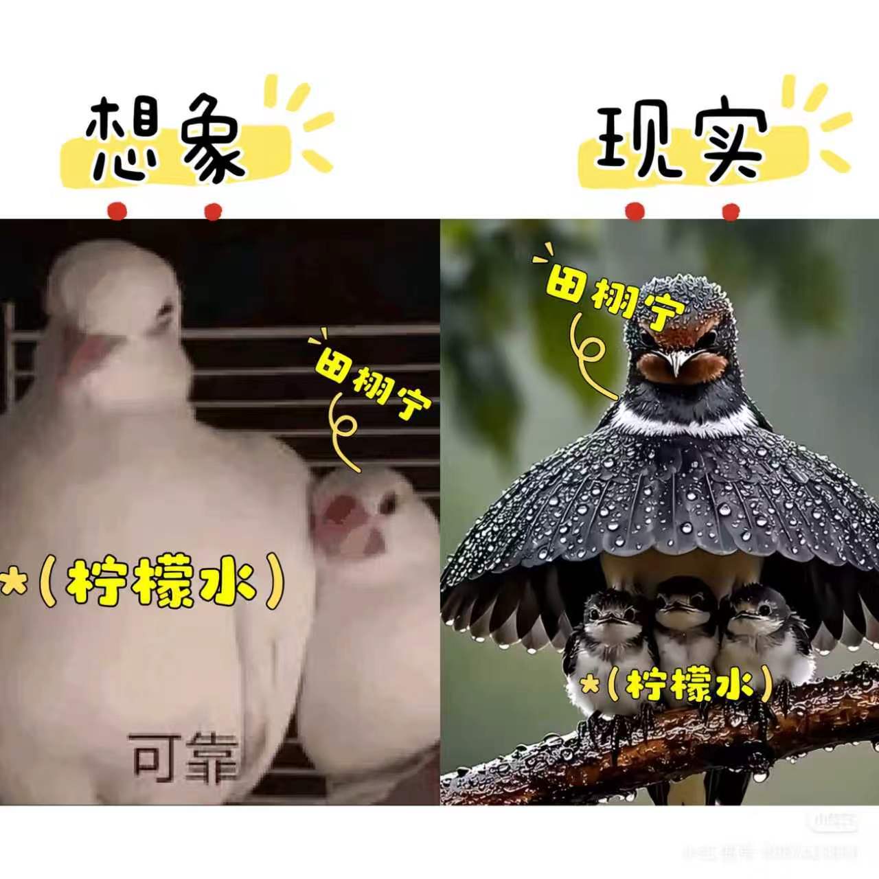 田栩宁委托律师起诉侵权主体 ｜田栩宁维权取得阶段性进展 我对你的爱，像拖拉机上山
