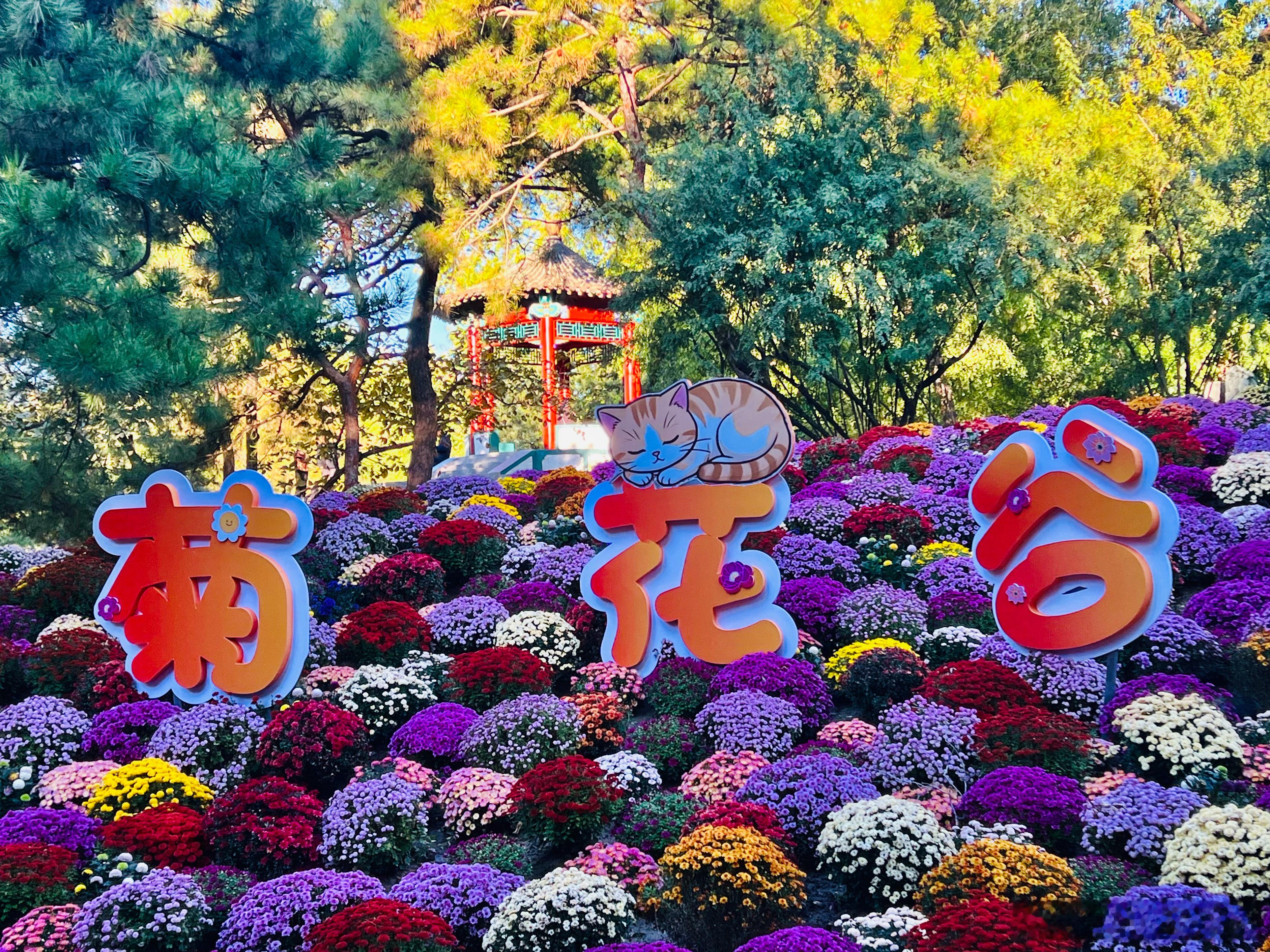 大美中国北京的秋色 日坛公园 菊花谷与蓬蓬猫打卡美丽的中国超话 北京·日坛公园