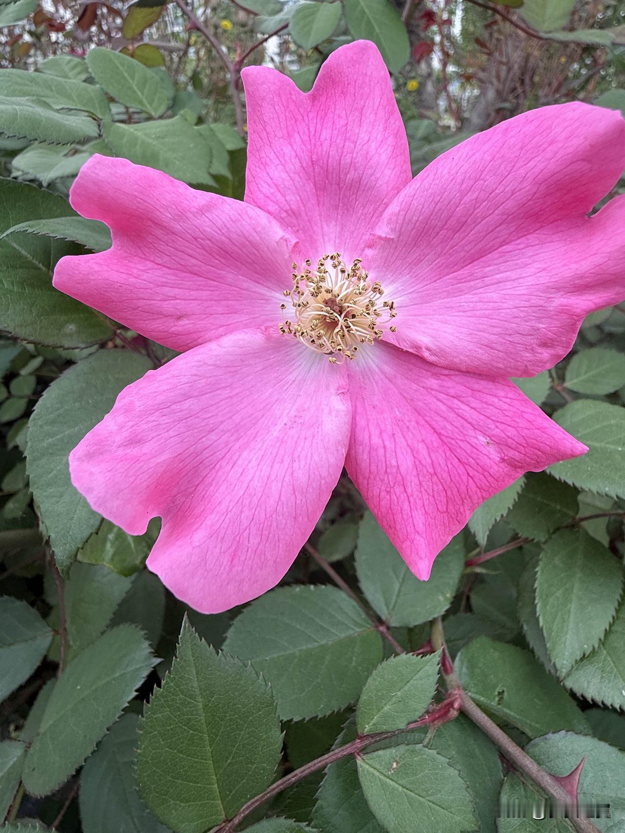 【小对联】
上：女色；
下：……？