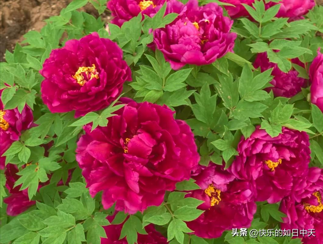 1. 虎配鸡：从不红脸 
2. 兔配牛：日子安稳
3. 龙配虎：少有纷争 
4.