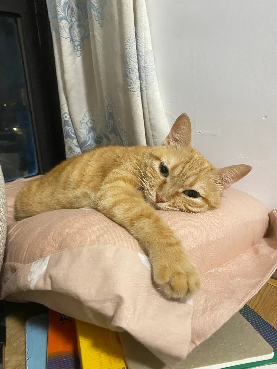 谁懂啊！小猫睡觉的时候真的好可爱