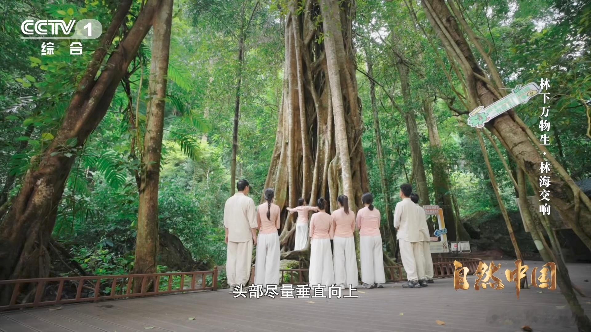 原来抱树的好处这么多 救命！森林康养真的太懂打工人了！靠着自然的温湿度和白噪音，
